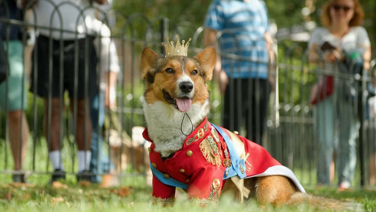V Londýně se sešli majitelé psů plemene corgi, aby si připomněli Alžbětu II.